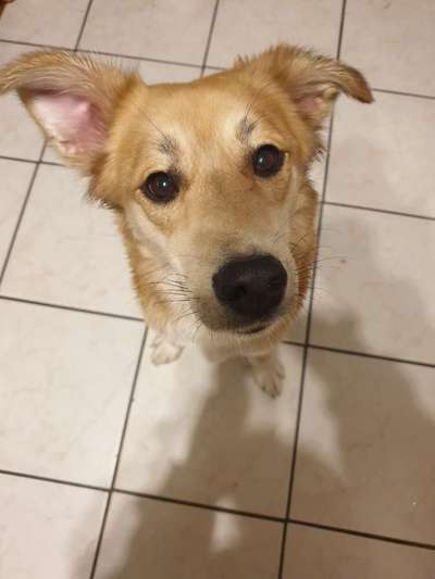 Zeigt mir die tollste Nahaufnahme von eurer Fellnase-Beitrag-Bild