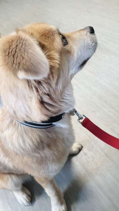 Welpen Bilder !-Beitrag-Bild