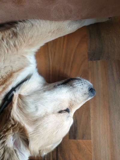 Labradorfans-Beitrag-Bild