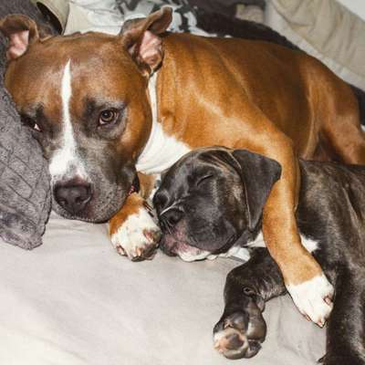 Foto's und Hundemodels-Beitrag-Bild