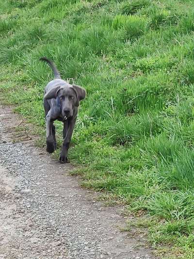 Weimaraner-Beitrag-Bild