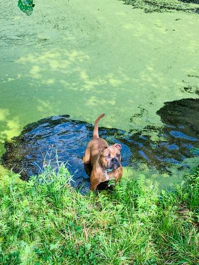 Olde English Bulldogge-Beitrag-Bild