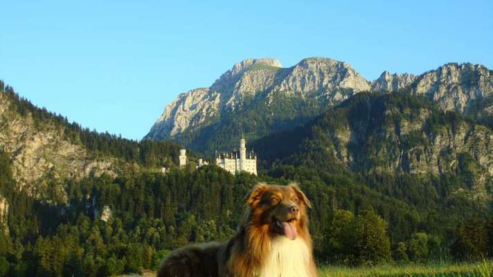 Wie heißt dein Hund?-Beitrag-Bild