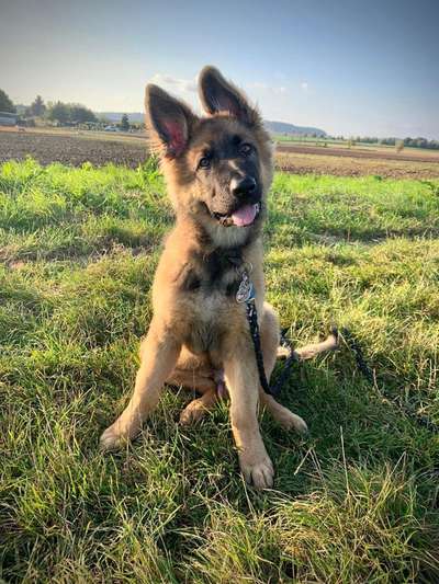 Die Dogorama Kalender Challenge Titelbild-Beitrag-Bild