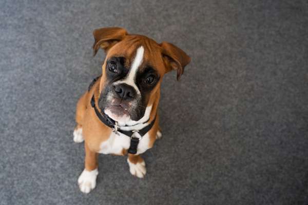 Hundetreffen-Bollerkopf such gleichgesinnte-Bild