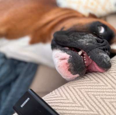 Hundetreffen-Bollerkopf such gleichgesinnte-Bild