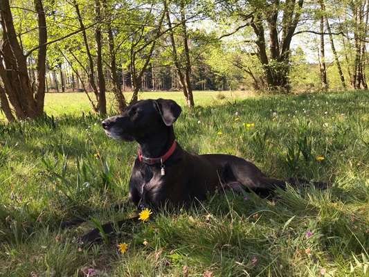 Die Dogorama Kalender Challenge 4/4-Beitrag-Bild