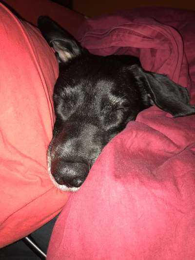 Darf der Hund bei Euch im Bett schlafen?-Beitrag-Bild