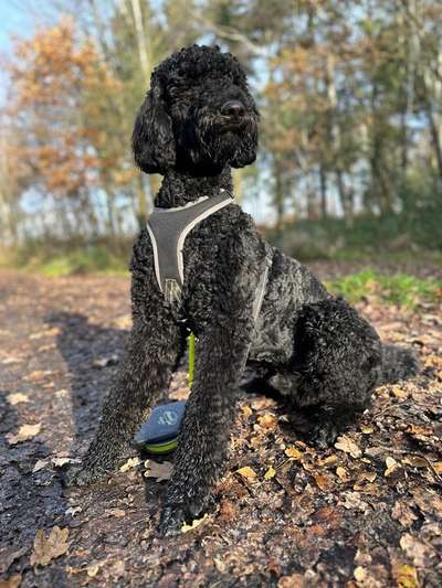 Hundetreffen-Gassirunde in Wassenberg-Bild