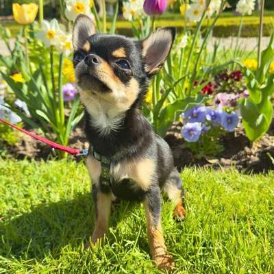 Hundetreffen-Treffen mit kleinen Hunden in Winnenden und Umgebung-Bild