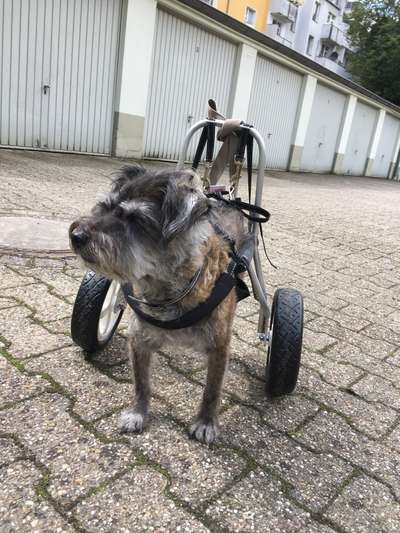 Hundetreffen-Hunde mit Handikap / z.B. Rolli meine kleine ältere sehr aktive Hündin bekommt nun einen Rolli …. 🐾-Bild