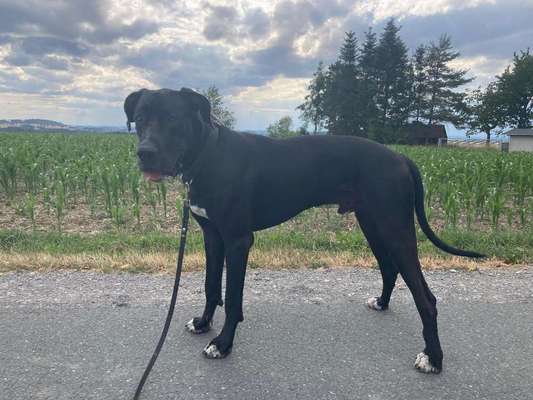 Hundetreffen-Gassirunde, Spiel und sozialer Austausch-Bild