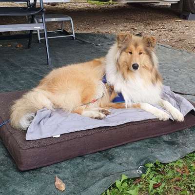 Hundetreffen-Welpentreffen