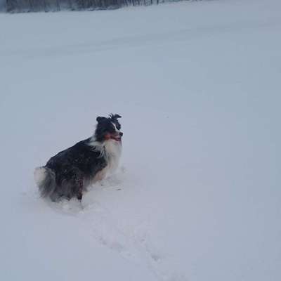 Hundetreffen-Leopoldstal-Bild