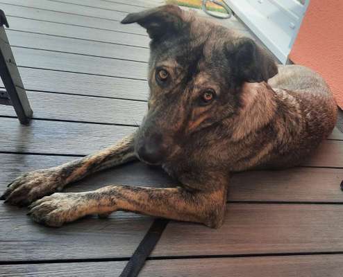 Tierschutzhund ist meine Lieblingsrasse-Beitrag-Bild