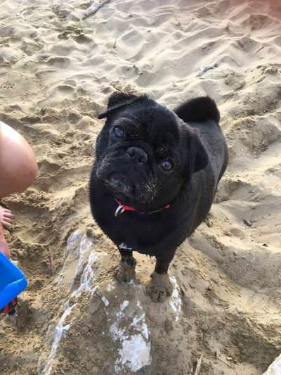 Wo sind die Möpse?-Beitrag-Bild