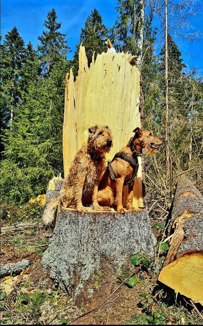 Dogorama Photo Challenge - Mein Holz und ich-Beitrag-Bild