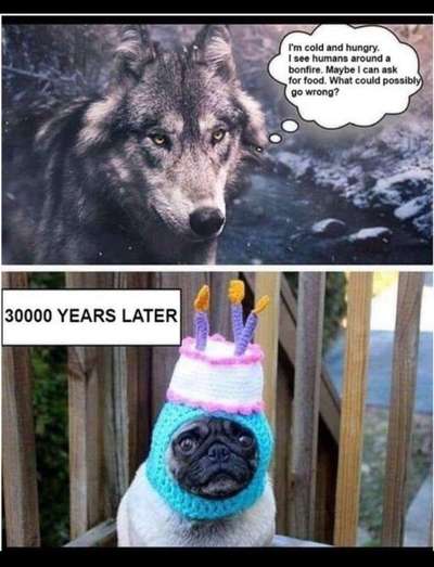 Hunde Memes-Beitrag-Bild