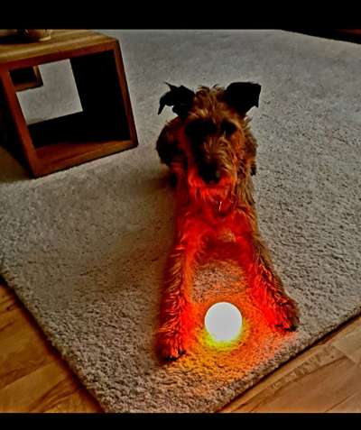 Dogorama Photo Challenge - Licht-Beitrag-Bild