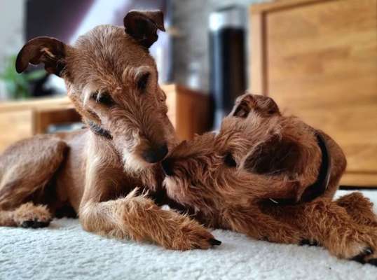 Fotowettbewerb : Hundekommunikation-Beitrag-Bild