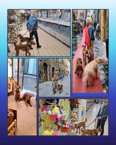 56. Foto Collage Challenge - Shopping Hund-Beitrag-Bild