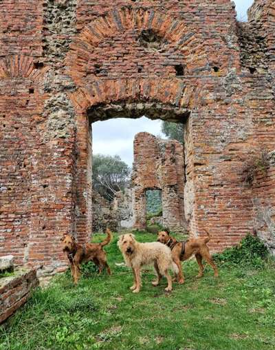 Irish-Terrier-Beitrag-Bild