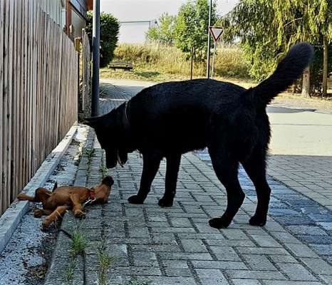 155. FotoChallange * David und Goliath *-Beitrag-Bild