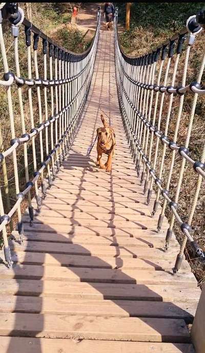 Foto Challenge Thema "Brücke"-Beitrag-Bild