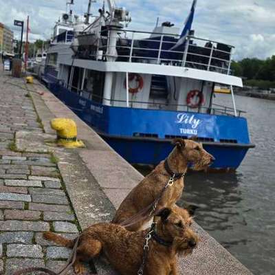 aktuelles Foto Gruppe Reisen mit Hund