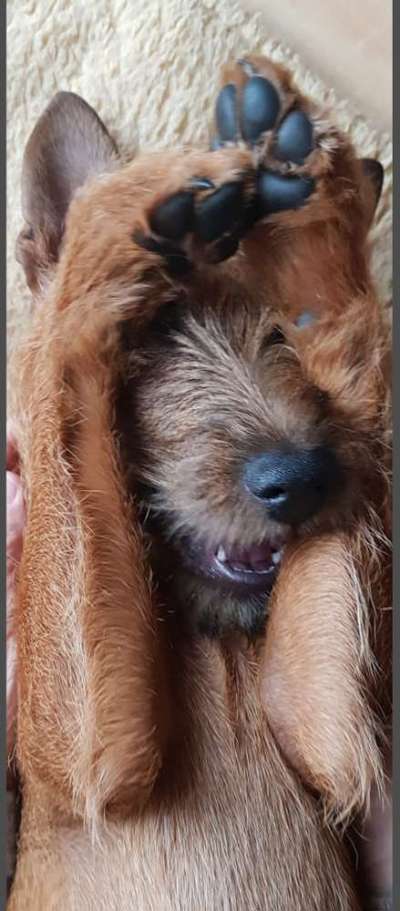 Dogorama Photo Challenge - Versteckspiel-Beitrag-Bild