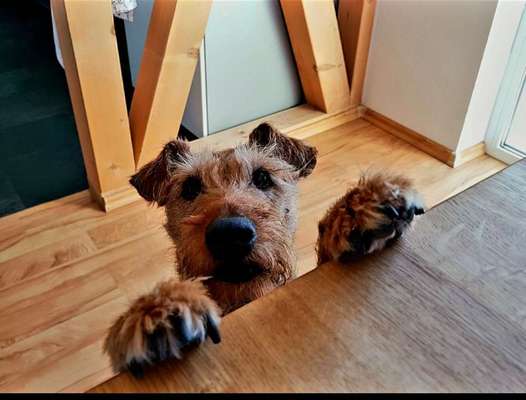 Dogorama Photo Challenge- Aufmerksamkeit bitte!-Beitrag-Bild