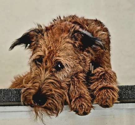 Foto-Challenge: Der schmollende Hund-Beitrag-Bild