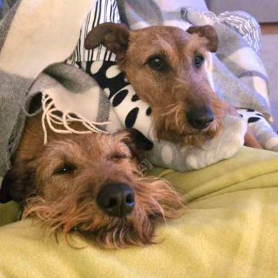 Welche besondere Angewohnheiten haben eure Hunde?-Beitrag-Bild