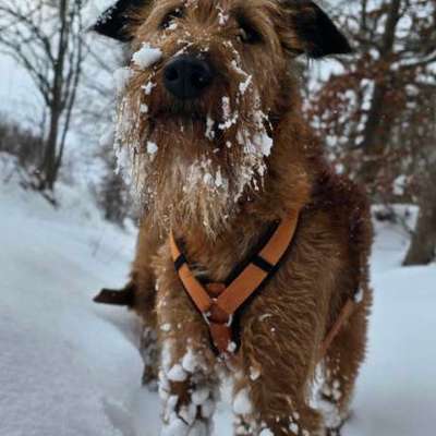 Schnee aus dem Fell bekommen-Beitrag-Bild
