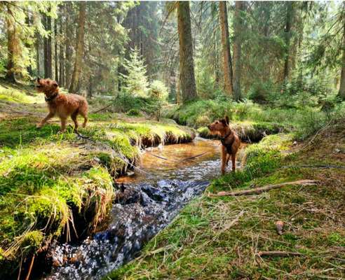 Foto -Challenge  Thema : Dein Hund Im Wald-Beitrag-Bild