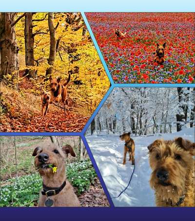 55.Fotocollagen  Challenge  4 Jahreszeiten-Beitrag-Bild