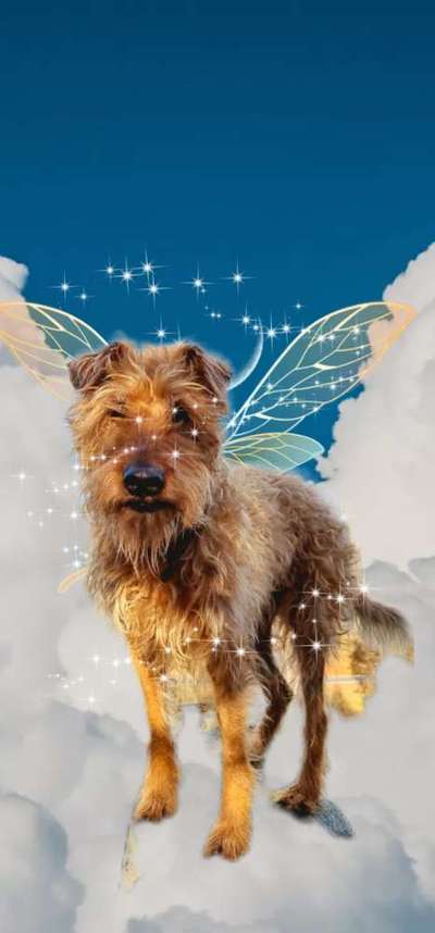 Photomontagen mit Hund-Beitrag-Bild