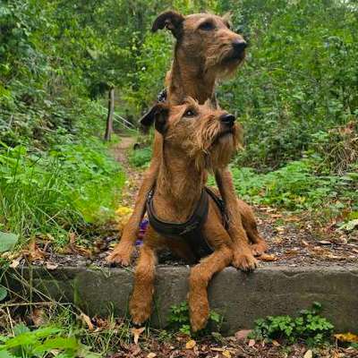 Terrier-Beitrag-Bild