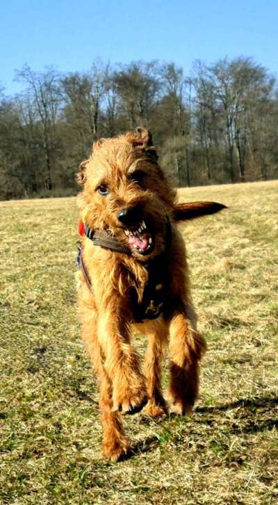 Fotowettbewerb ,,mein gruseliger Hund"-Beitrag-Bild