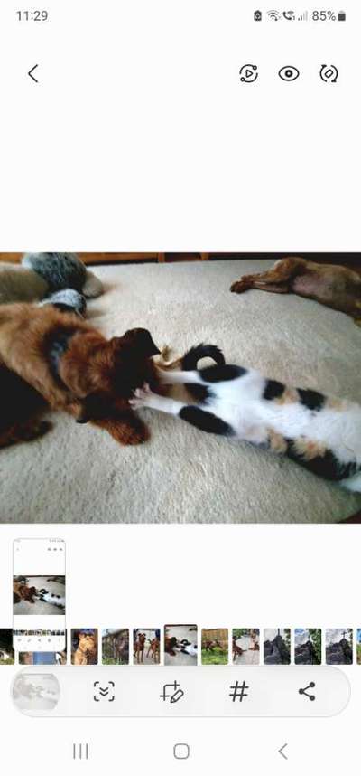 63. Handyfotochallenge   * Nase dran ! *-Beitrag-Bild