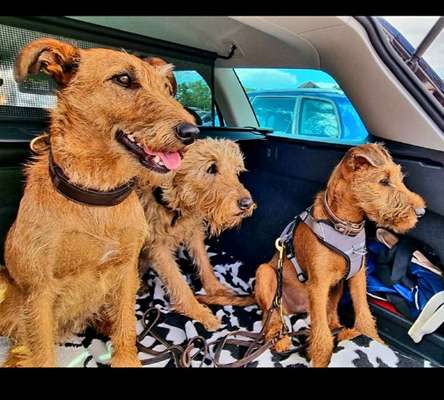 Foto Challenge Thema "Hunde im Auto"-Beitrag-Bild