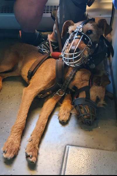 Maulkorb rauf - Vorurteile runter-Beitrag-Bild