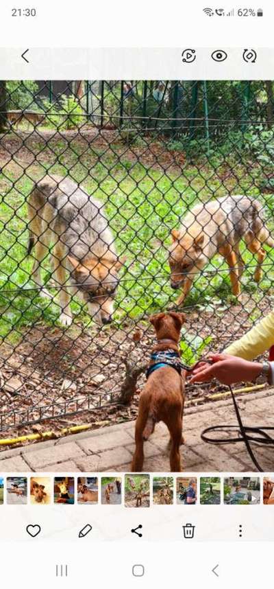 54. Handy Foto Challenge - Zoo Besuch-Beitrag-Bild