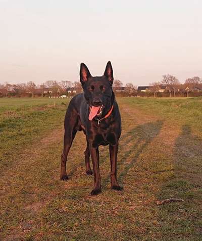 Dogorama Photo Challenge - Portrait-Beitrag-Bild