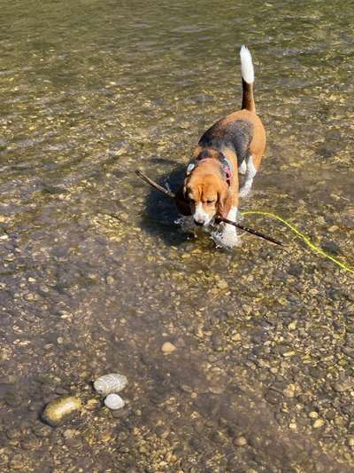 Ausflugziel mit Bach gesucht-Beitrag-Bild