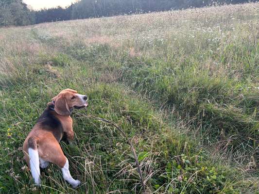 Hundeauslaufgebiet-waldtrudering-Bild