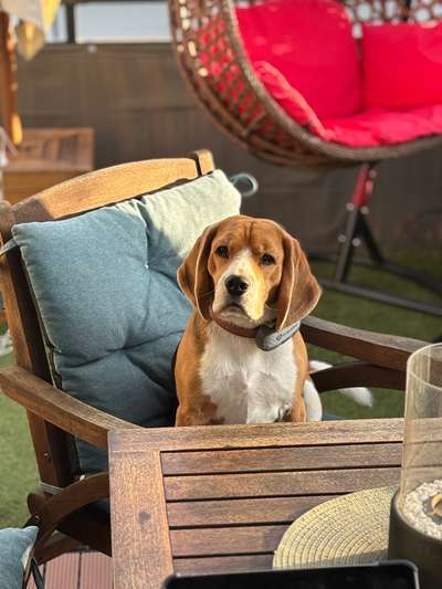 Wie kamst du zu deinem Hund?-Beitrag-Bild