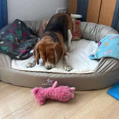 Hundebett ohne Reißverschluss-Beitrag-Bild