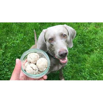 aktuelles Foto Gruppe Backen für Hunde