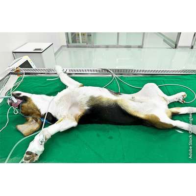 Hersteller müssen tierversuchsfreie Tests anwenden-Beitrag-Bild